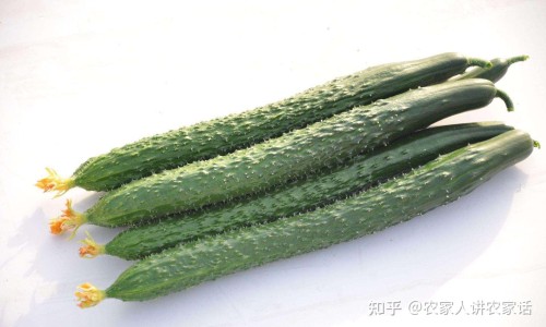 茡荠皮煮水的功效网 :分享茡荠熟吃的功效-茡荠的攻效知识